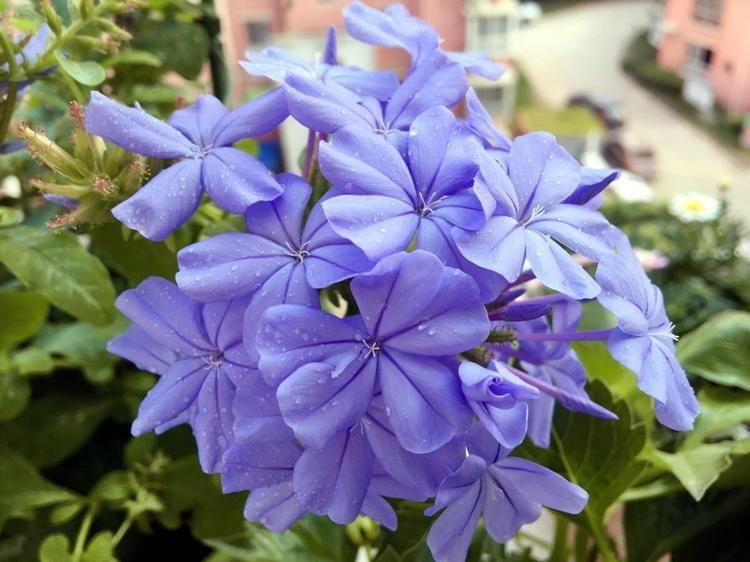 植物|这几种花开花太勤了,想要天天有花赏,选它们没错