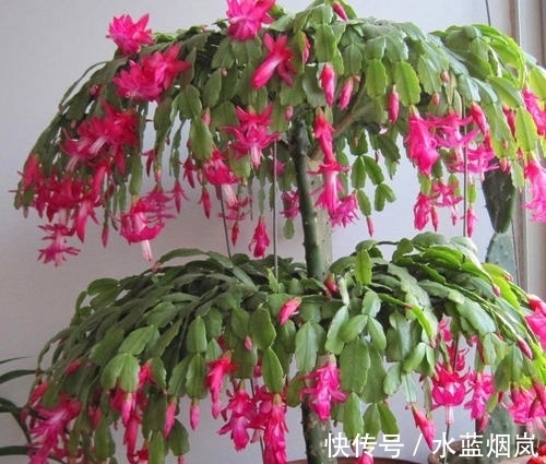 磷酸二氢钾|张大妈入秋养蟹爪兰,用“这招”,不但长得快,而且开花多