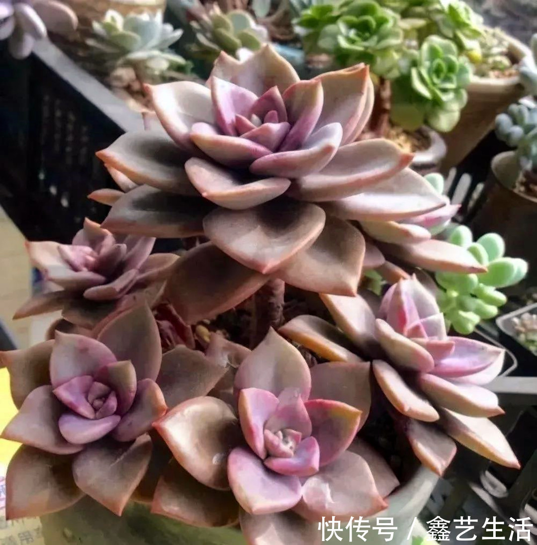 多肉植物|夏天多肉“防腐”有妙招!做好这三件事,不烂不腐不化水,超实用!