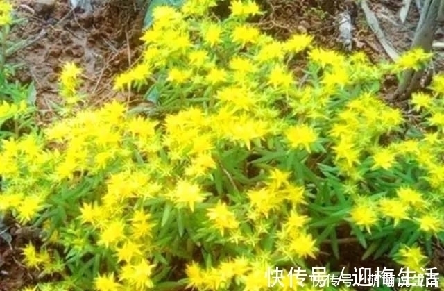 农村路边的小黄花,过去无人采摘,如今很多人种植,遇见记得栽培