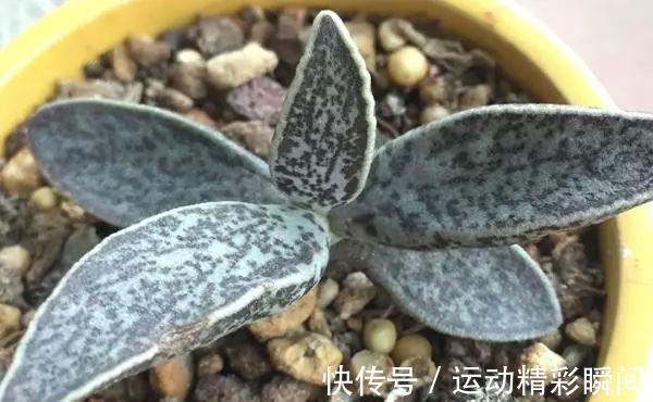 最昂贵的10种多肉,第一种价格高达600万,网友直呼买不起