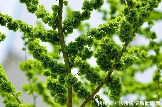 树上特有的一种野菜,过去当救命粮,如今7元一斤成稀罕货