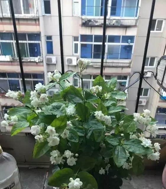 全日照|这5种花爱晒太阳,越晒花越多,很快就能爆盆!