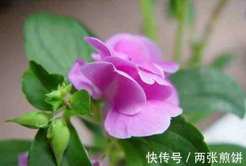 栽种|俗称“指甲花”，能染指甲能防蛇，却是“蛇蝎美人”，栽种要小心