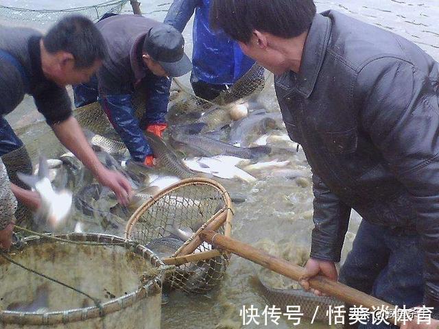 骆马湖|万人抢鱼:宿迁骆马湖关闸,引来万人抢鱼,现场人比鱼多