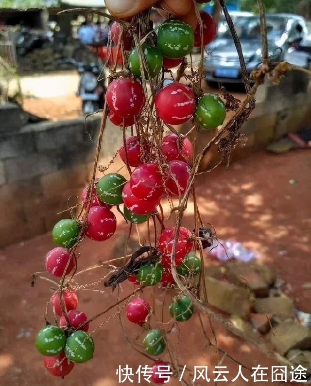 被称为有“医心”的3种花,“养人”又养气,老中医们也爱养