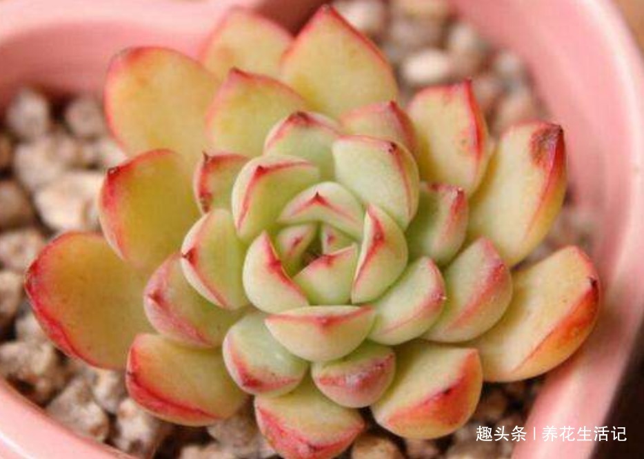 新手养多肉,做好“3大”基础度夏简单,叶子肥厚萌萌哒!