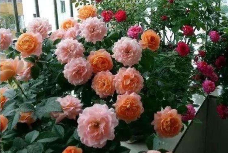 4种高颜值“网红花”，一盆几百块，美不胜收，你养了吗