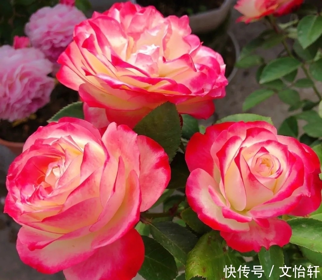 品种|100个月季品种,千姿百态,每个都很漂亮,图名并茂,值得收藏