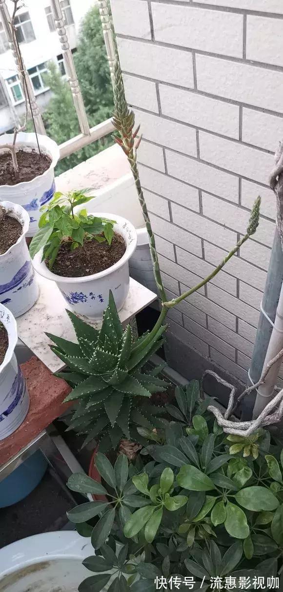 4种花有灵性,平时难开花,一有好事就开花!