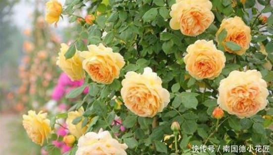 季秋季修剪|超实用的月季花,秋季修剪、促花小技巧