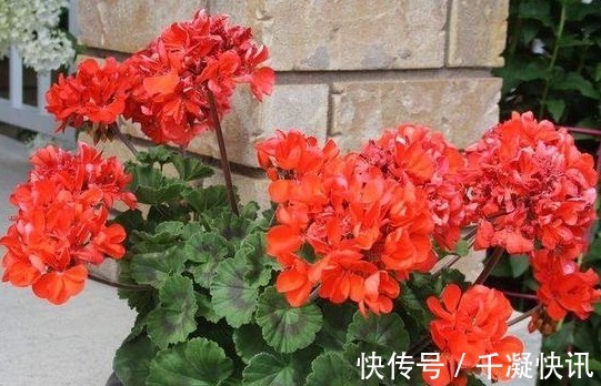 花朵|4种“劳模花”，花期365天全年不休，养在室内一整年都有花赏