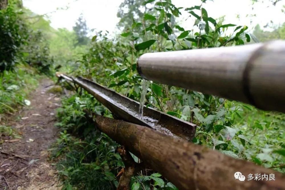 生态|喝着山泉水长大的内良高山稻米，认识一下