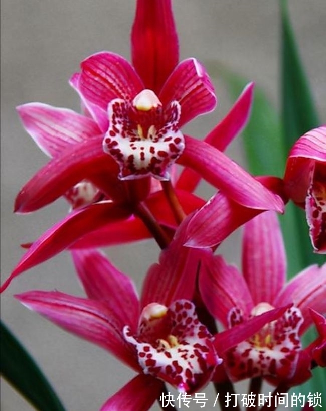 它被誉为“兰中贵妃”,有色有香,花姿典雅,值得花迷们居家养护