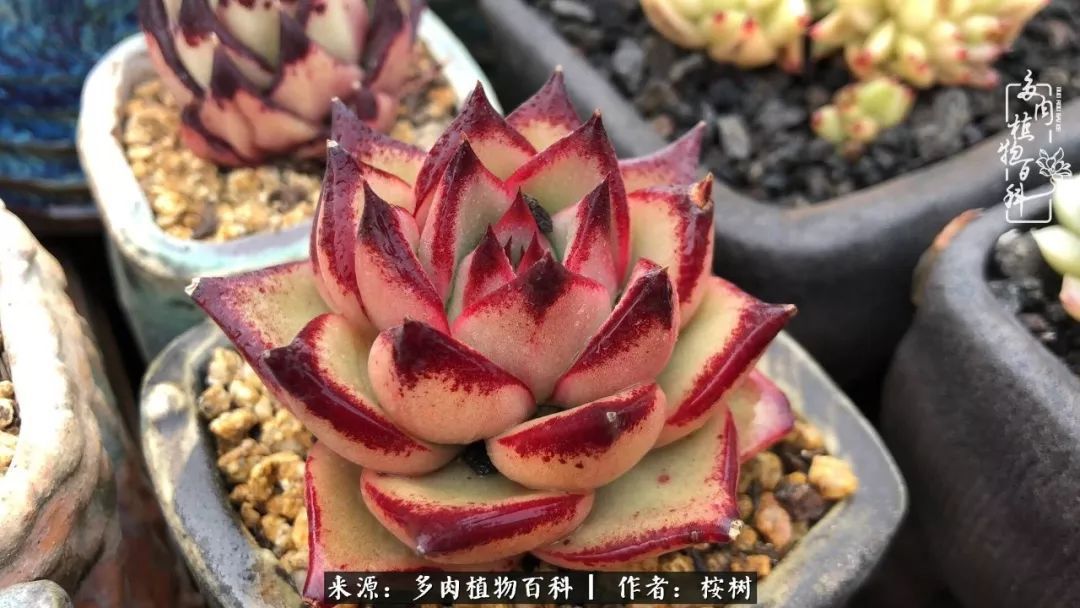 多肉度夏经验谈四季皆露养，兢兢业业养肉三年半！