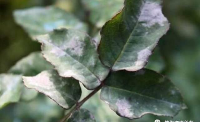 厨房这3样“小东西”,养花比肥好使,养啥爆啥!