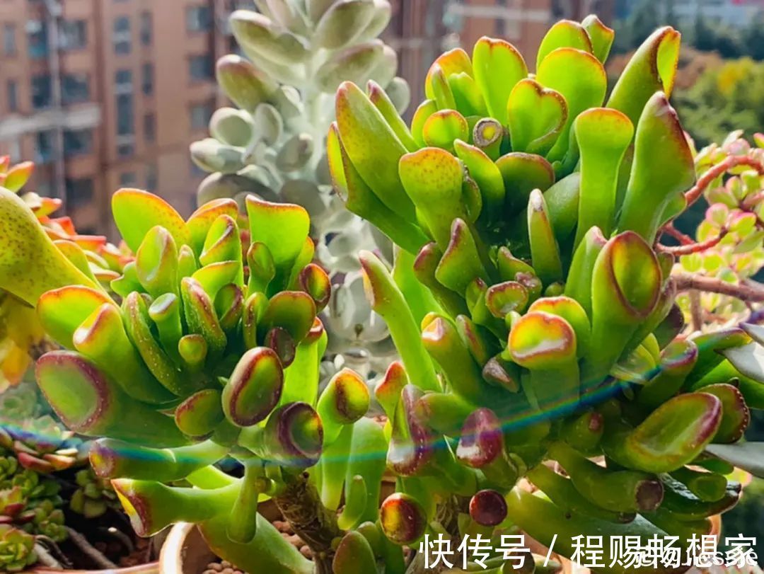 养花6种“丑八怪”,放在家里能镇宅,养的越久越气派