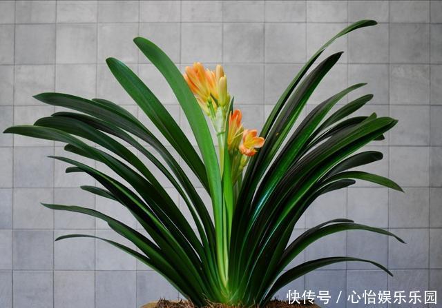 方法|君子兰的正确养殖方法,不要再乱养君子兰了进来看一下正确方法