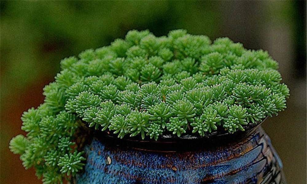 养花试试这几款,繁殖可以通过更换花盆来划分