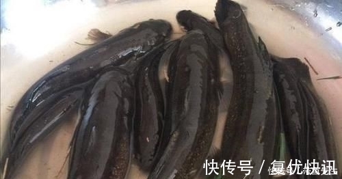 黑乎乎|河里钓了几条鱼,老大爷叫它“蟹虎鱼”,这些鱼能吃吗,求鉴定