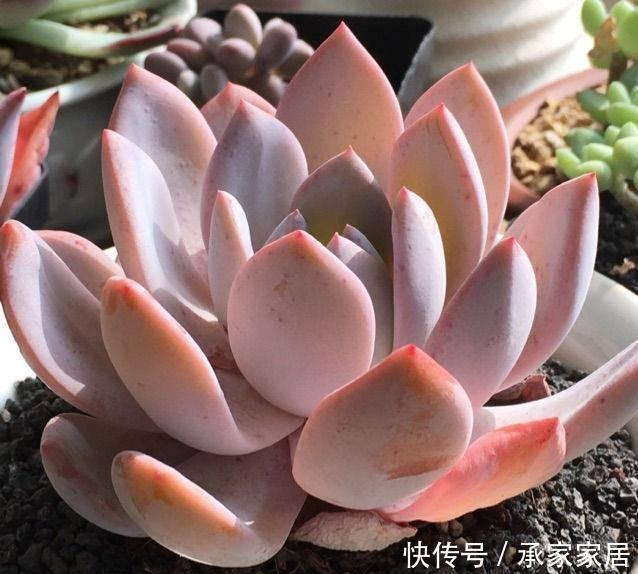 一不小心|家里盆栽总是被养死,试试此些东西,一不小心就爆盆