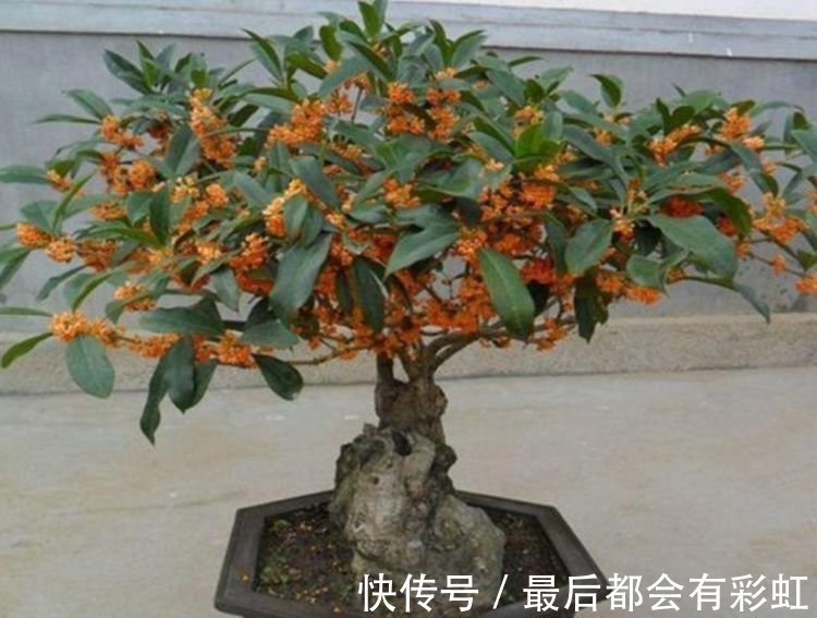 人养花,花也养人,家养3种花,漂亮还净化空气,烂漫迷人眼