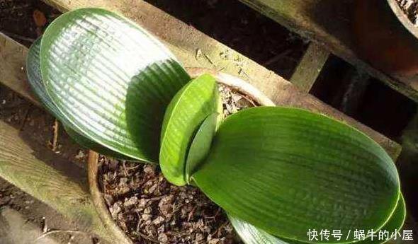 养君子兰,这两样东西放盆里,开花一年比一年多,侧芽长爆盆