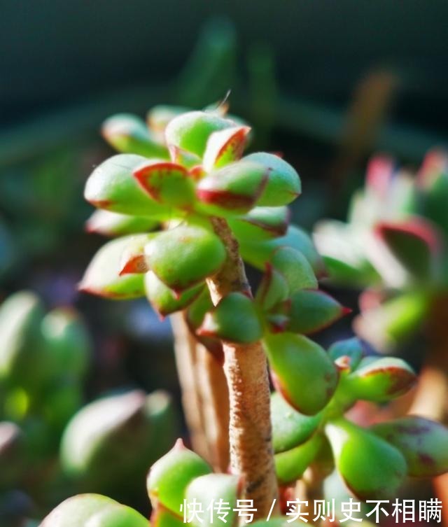 爱之蔓|你红尖尖,我红边边