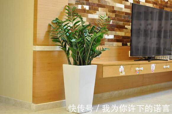 勤快的人,这5种花还是不要养了!它们只适合懒人养,一养就活!