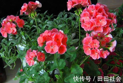 秋季|此“花”能开三季,鲜艳漂亮花期长,阳台养一盆,看花200天
