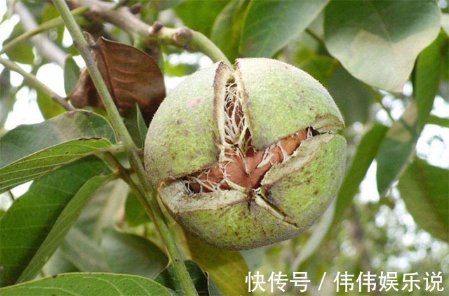 子宫|子宫健康的女人,常吃6样食物,补气血、排湿气,预防妇科炎症