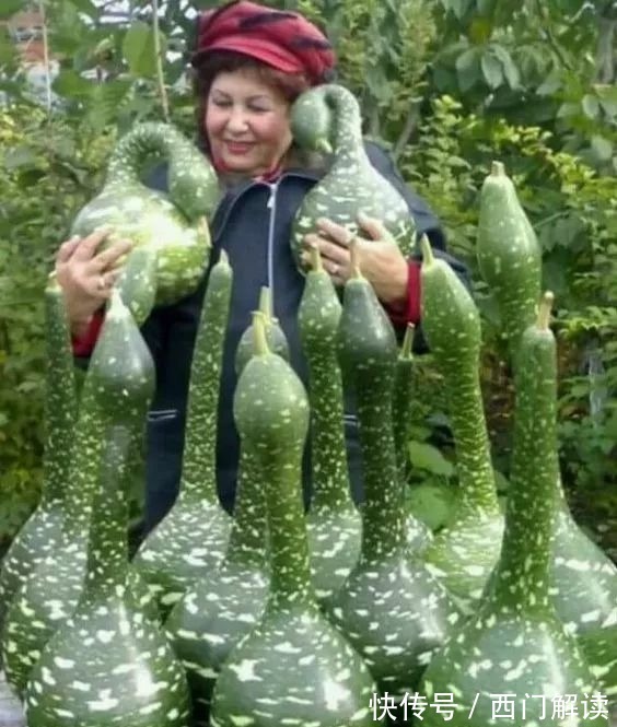 你绝对没见过的奇特的瓜果蔬菜!大开眼界!