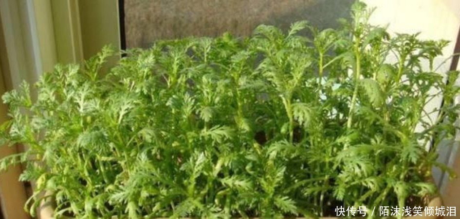 养花不如种菜,一把种子撒土里,10天就能吃,一年不用买菜!