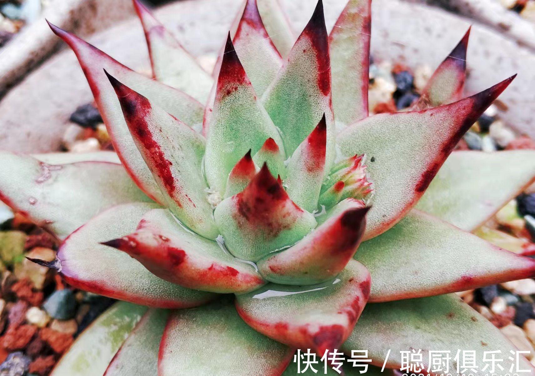 要说东云系名字最多的多肉,那非天狼星莫属,4个名字真是没谁了