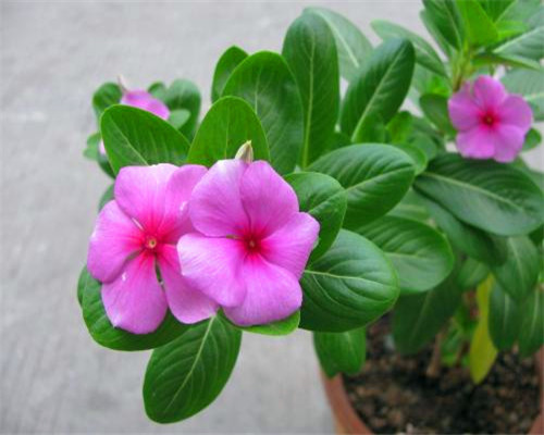 花卉如何度过多雨季节教你需要预防的3件事，别说没提醒