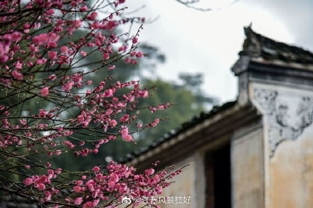 篁岭梅花进入最佳观赏期 预计可持续至元宵节！