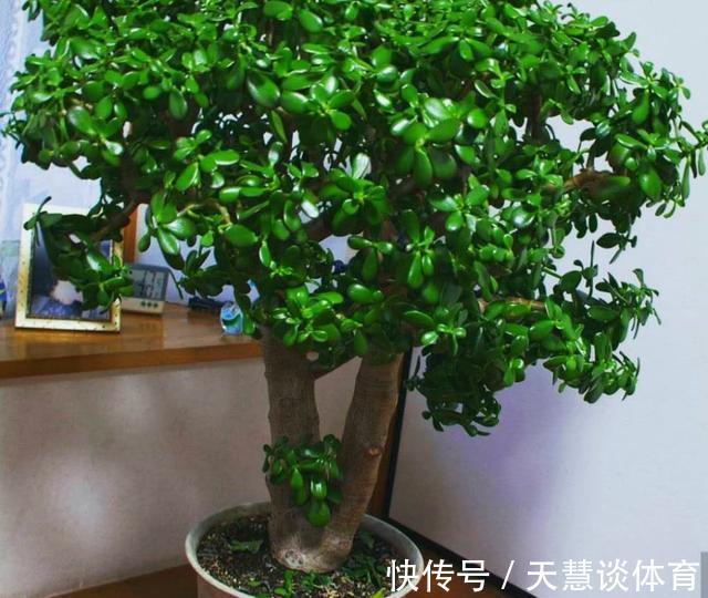 天气冷,六种花要“干养”,少水多晒才健壮,养成老桩更旺家