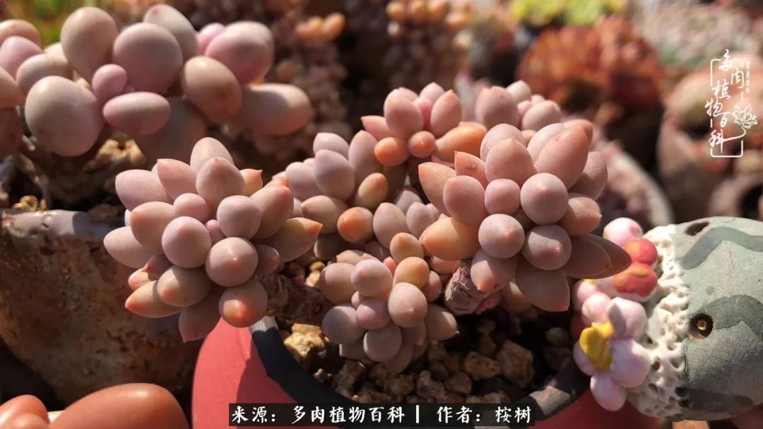 多肉度夏经验谈四季皆露养，兢兢业业养肉三年半！