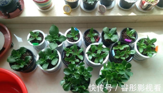 湿润|又到长寿花扦插季节,做好“2选3足”,15天长满白根!