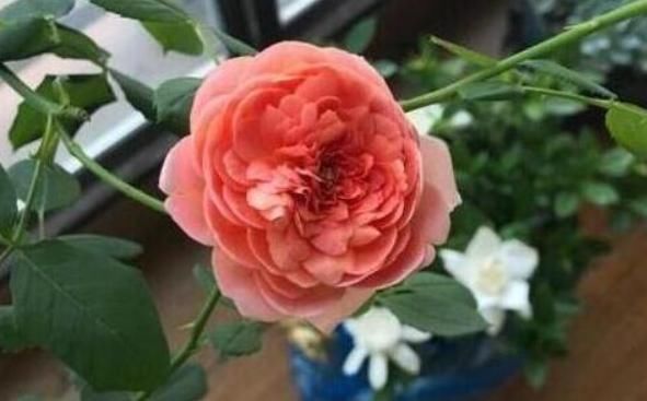 盆里有了“它”,难怪花花草草都“疯”长,观赏价值高还实用