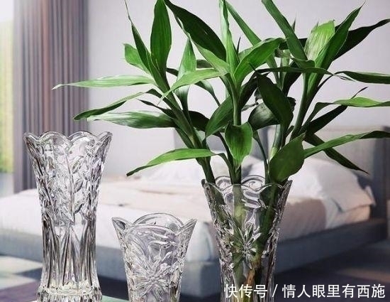 家里有养6种花,不要傻傻拿去晒太阳,一晒就出问题