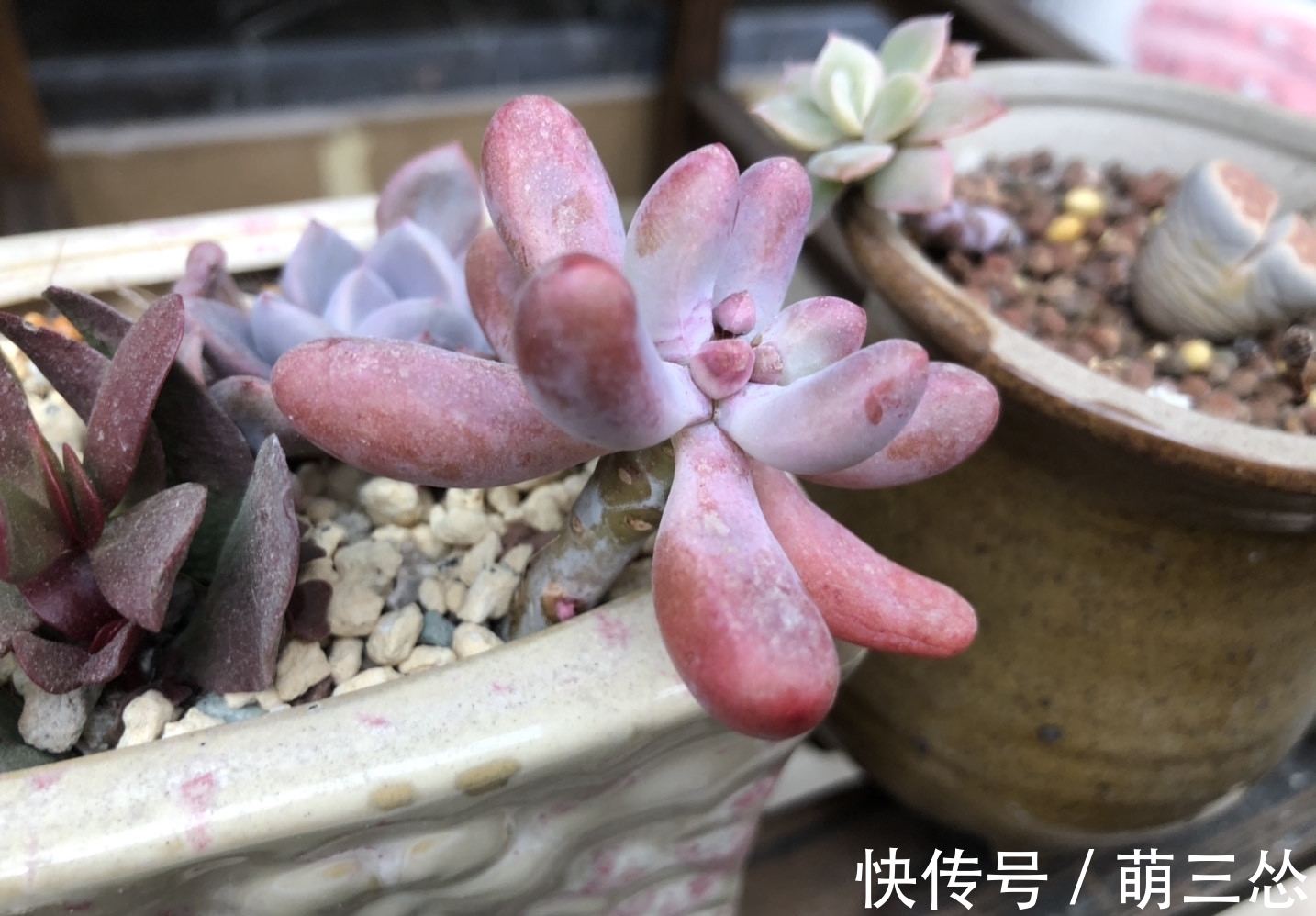 多肉蒂亚|这“三多肉”是爆崽小普货,遇水疯长,一晒就上色,易养成小老桩