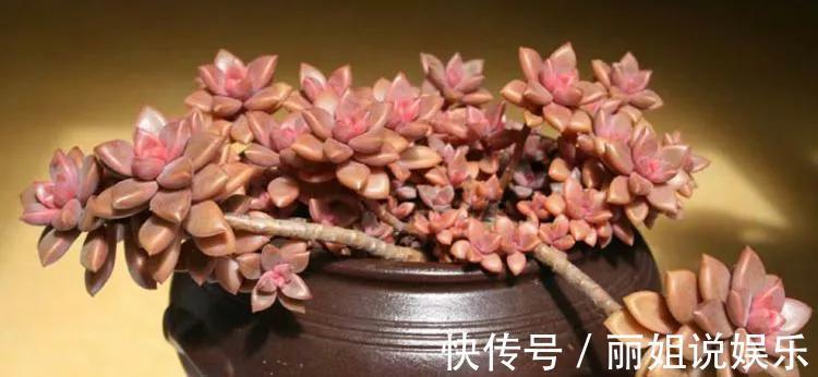 喜欢多肉就养“普货6宝”,耐寒又耐热,轻松一养就出状态