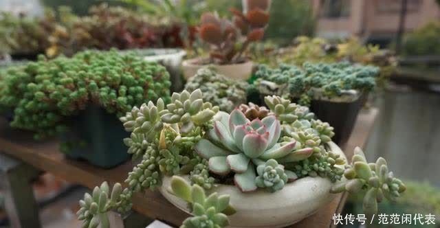 红稚莲|喜欢养多肉?推荐20种适合夏季入手的多肉植物