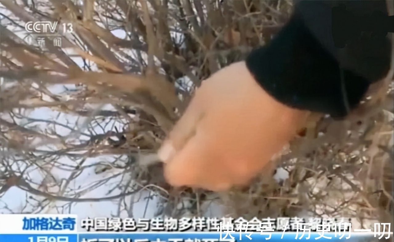 列入|这“三种花”不能养,已被列入“养殖黑名单”,别再傻傻当作宝