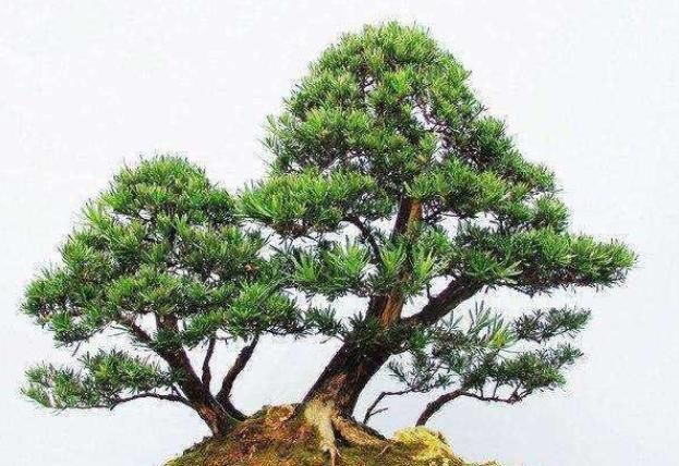  造型|养有罗汉松，怎样让它快速长大？早日造型