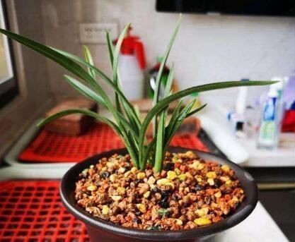 如果你在家里养这两朵花,炉子越小,每个人就越想养好“精品”