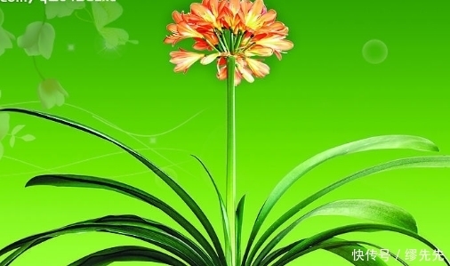 不同的君子兰价格天壤之别，教你如何识别君子兰！