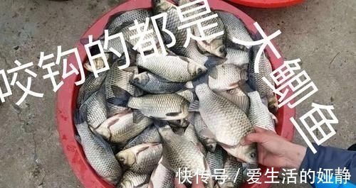 曲酒|不用蚯蚓和红虫,晚春用这三种“民间配方”上的都是大鲫鱼