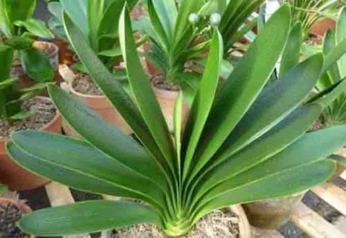 到底怎样才能养好君子兰？